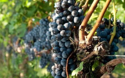 Ten of North America’s most intriguing wine regions